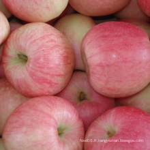 De Chine Unbagged Fresh Sweet Red FUJI Apple